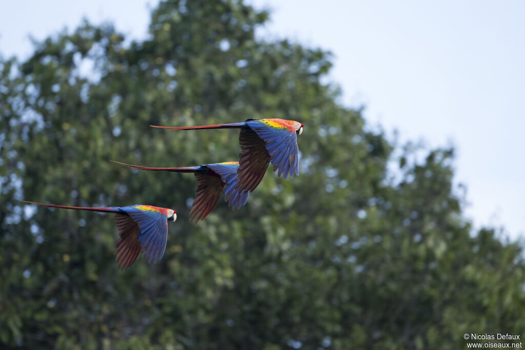 Scarlet Macaw, Flight