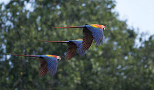 Scarlet Macaw