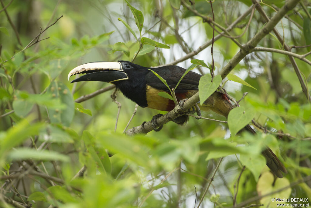 Black-necked Aracari