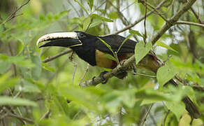 Black-necked Aracari