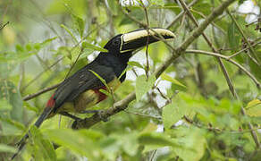 Black-necked Aracari