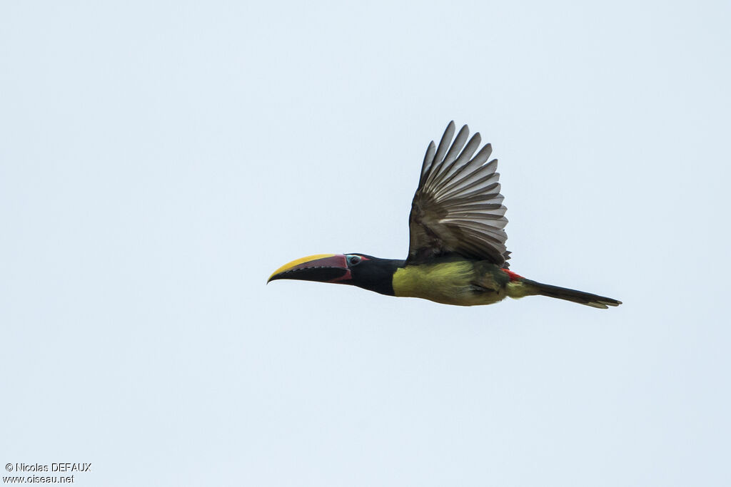 Green Aracari, Flight