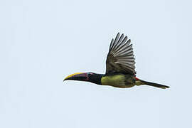 Green Aracari