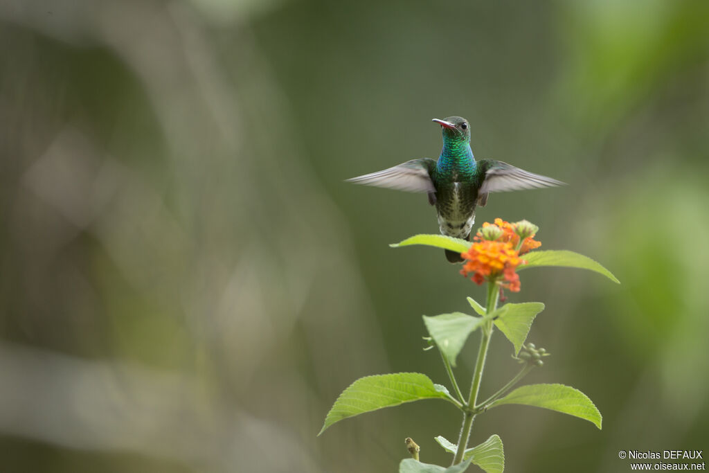 Glittering-throated Emerald