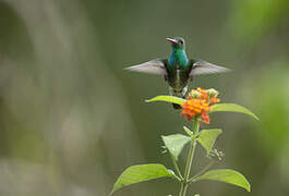 Glittering-throated Emerald