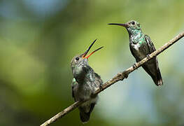 Glittering-throated Emerald