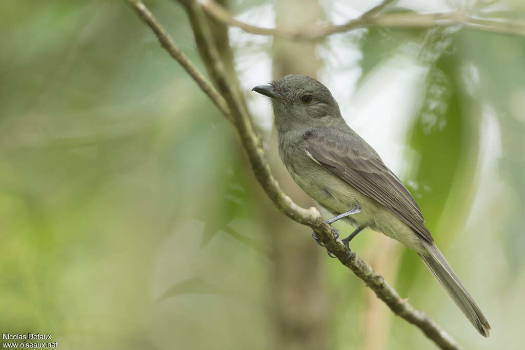 Greyish Mourneradult, identification