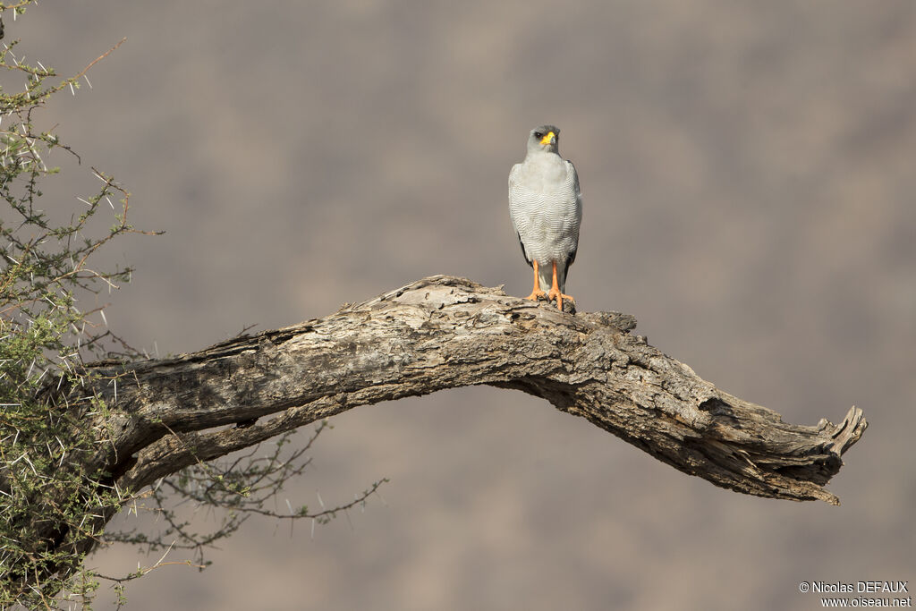 Eastern Chanting Goshawkadult, close-up portrait