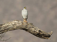 Eastern Chanting Goshawk