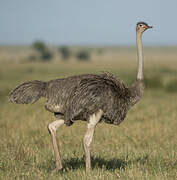 Common Ostrich