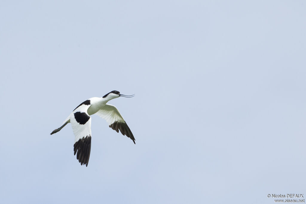 Avocette élégante, Vol