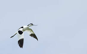 Pied Avocet