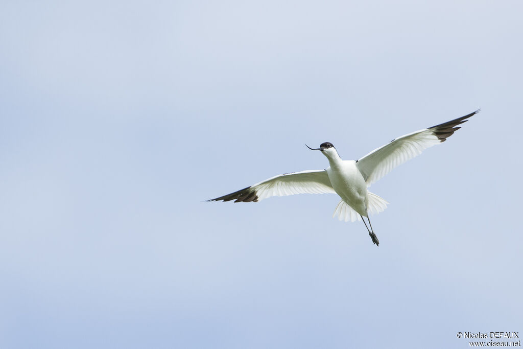 Pied Avocet, Flight