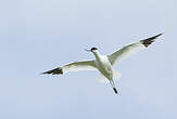 Avocette élégante