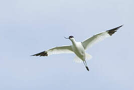 Avocette élégante