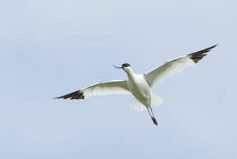 Avocette élégante