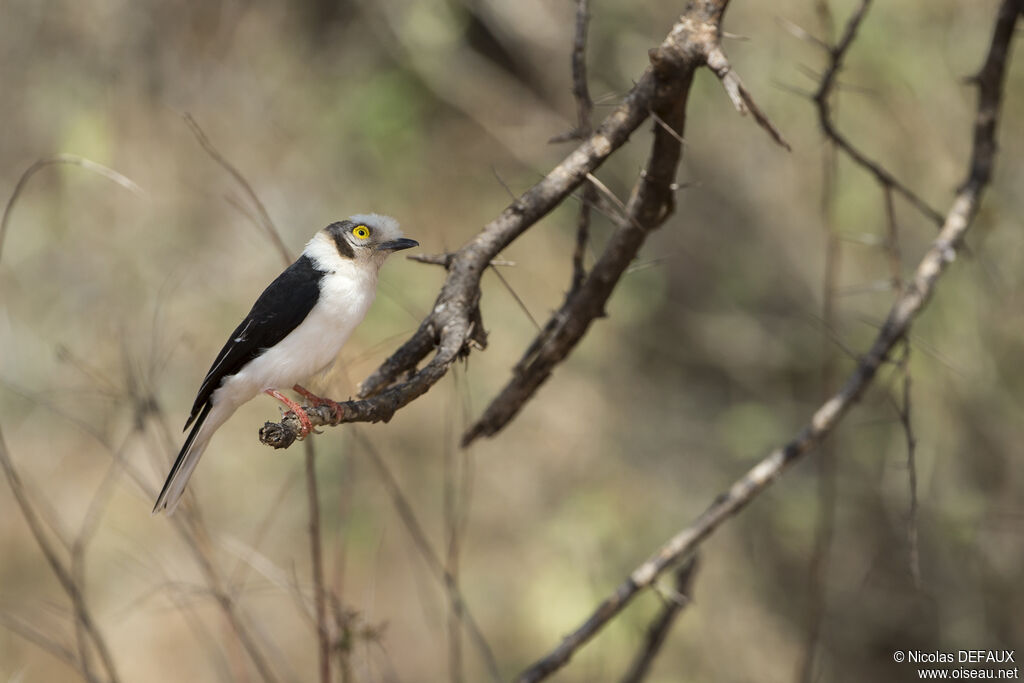 White-crested Helmetshrikeadult, close-up portrait