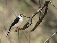 White-crested Helmetshrike