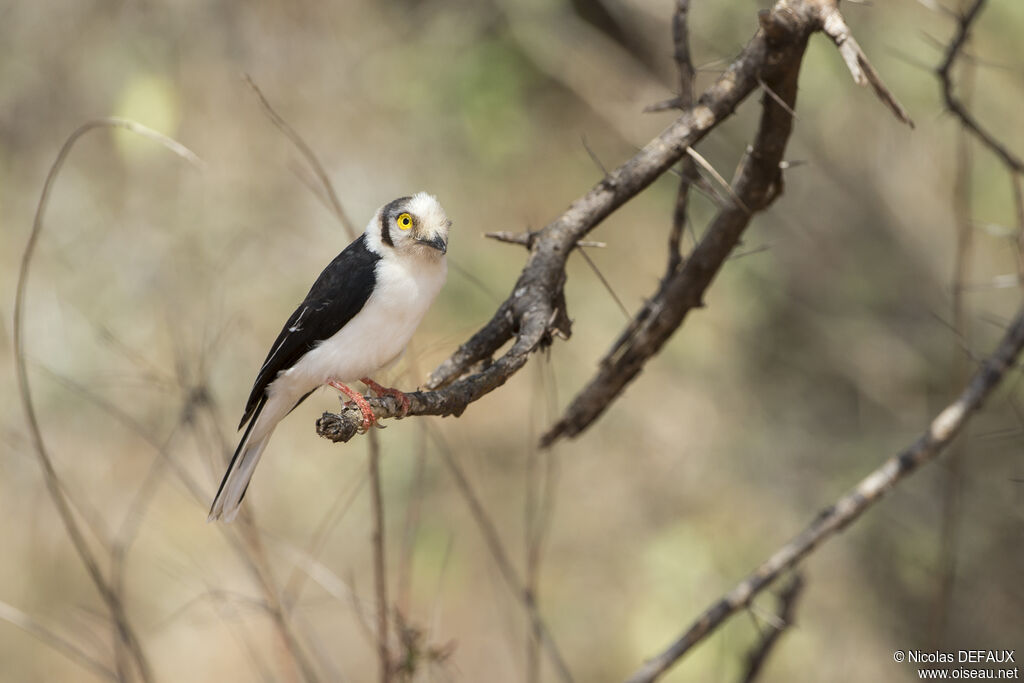 White-crested Helmetshrikeadult, close-up portrait