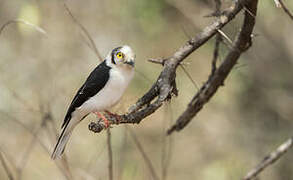 White-crested Helmetshrike