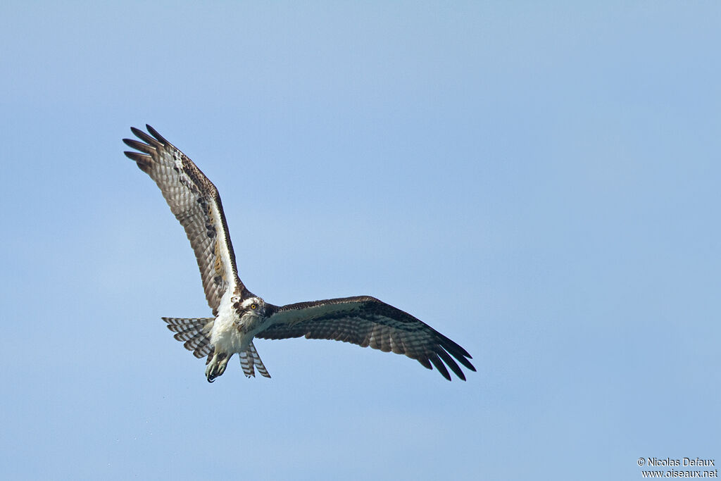 Western Osprey, Flight