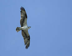 Western Osprey