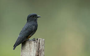 Swallow-winged Puffbird