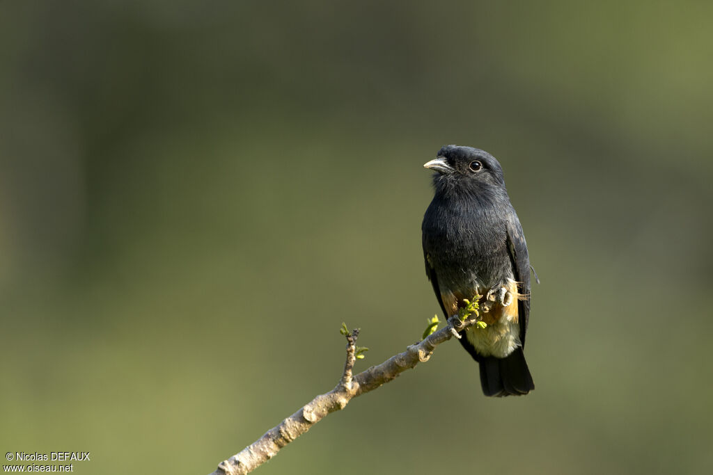 Swallow-winged Puffbird, close-up portrait