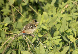 D'Arnaud's Barbet