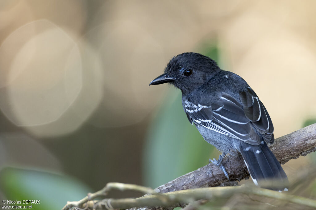 Batara demi-deuil mâle adulte, portrait