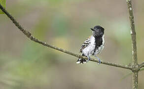 Black-crested Antshrike