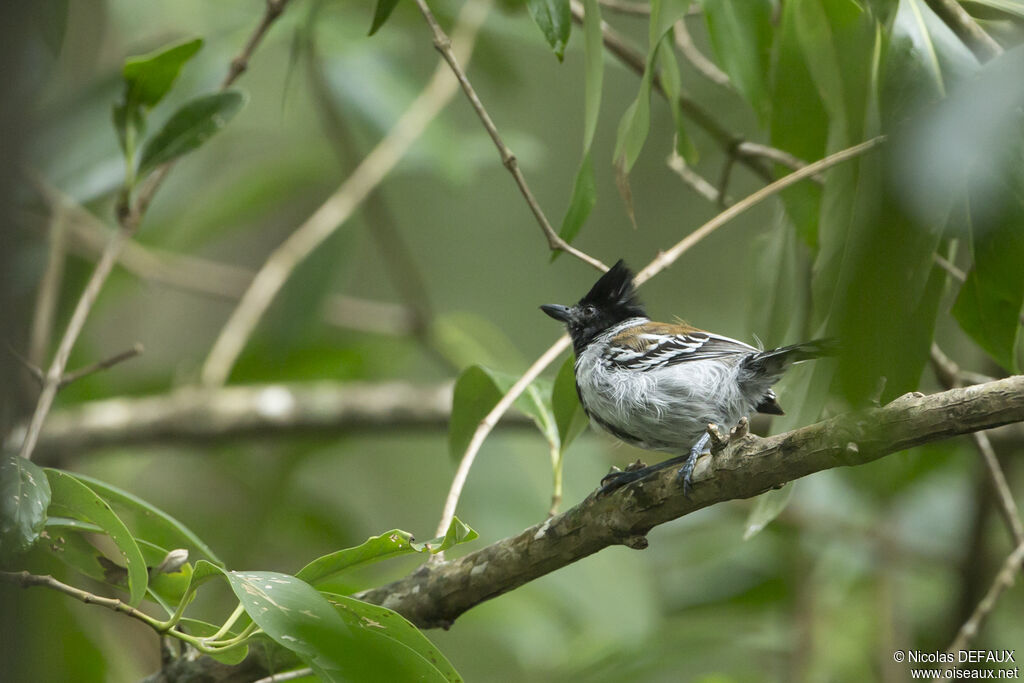 Black-crested Antshrike