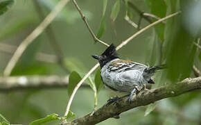 Black-crested Antshrike