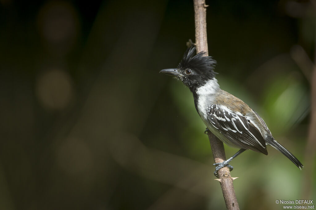 Black-crested Antshrikeadult