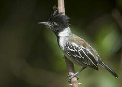 Black-crested Antshrike