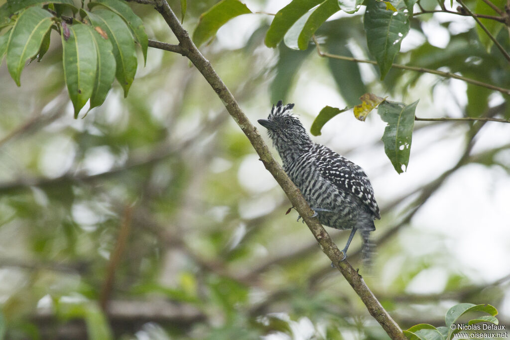 Barred Antshrike male