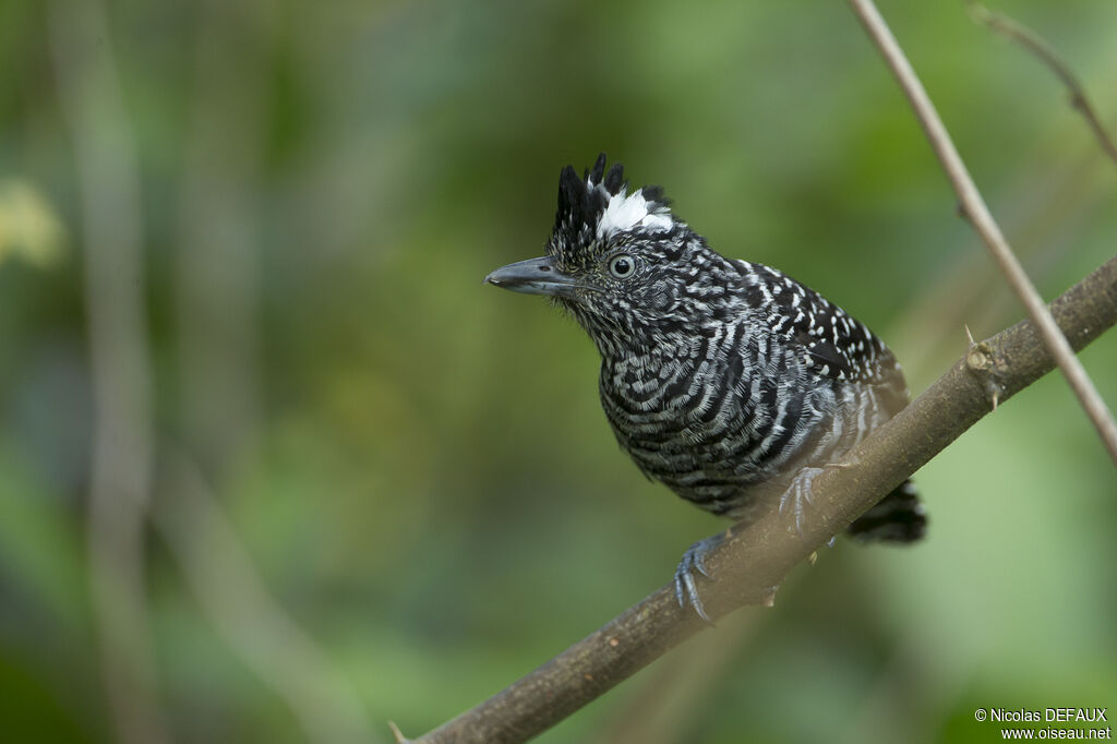 Barred Antshrikeadult