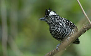 Barred Antshrike