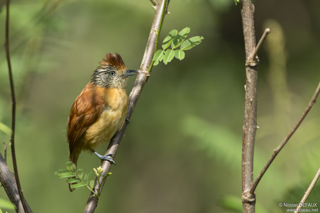 Barred Antshrikeadult