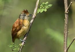 Barred Antshrike