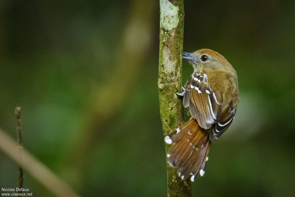 Northern Slaty Antshrike female adult, aspect, pigmentation