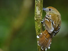 Northern Slaty Antshrike