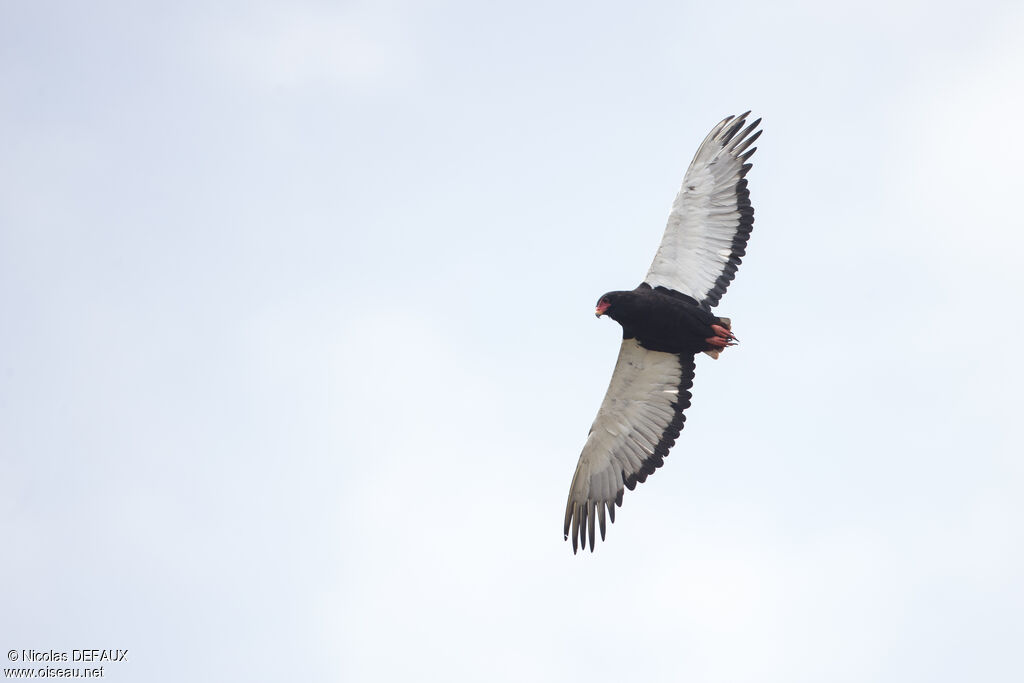 Bateleur des savanesadulte, Vol