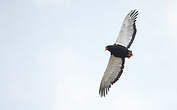 Bateleur des savanes