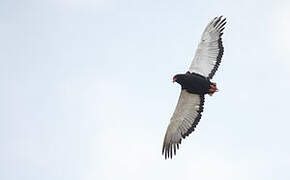 Bateleur des savanes