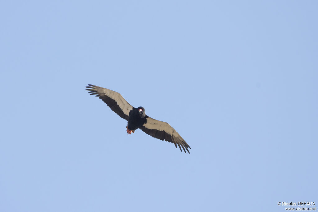 Bateleur des savanes, Vol