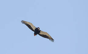 Bateleur des savanes