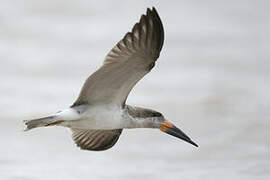 Black Skimmer