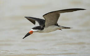 Black Skimmer