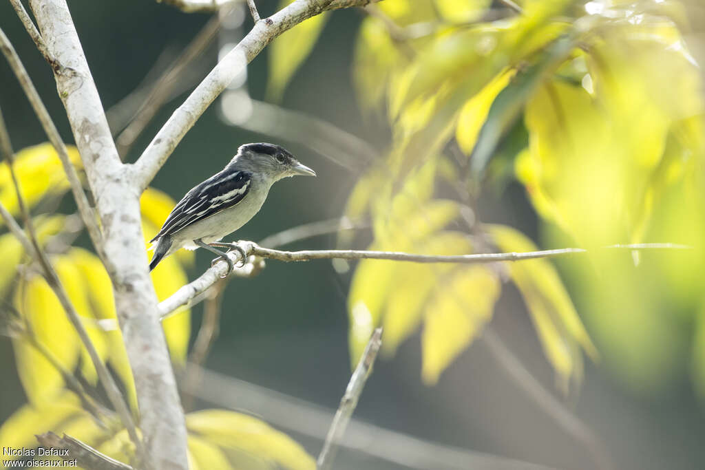 Bécarde à calotte noire mâle adulte, identification